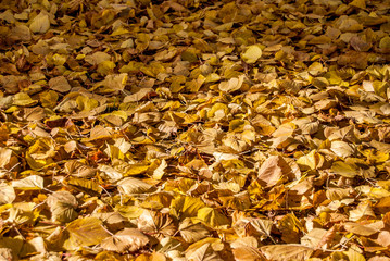 Fall yellow autumn leaves on ground