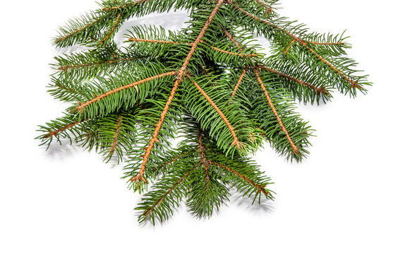 evergreen tree branch isolated on white