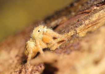 Small jumping spider