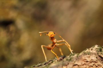 Bug and small insect