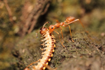 Bug and small insect