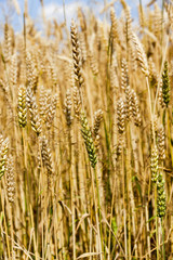 Fototapeta premium ripened cereals . close up