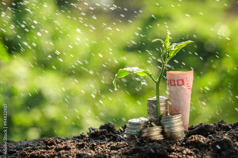 Wall mural  Money growth concept plant growing out of coins