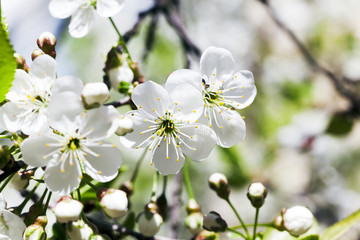  Photo Cherry blossoms 