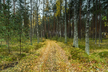 road in autumn