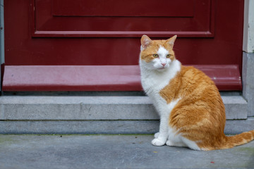 Stray cat sitting in front of red door