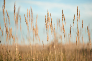 grass at dawn