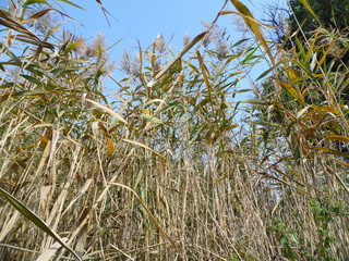 Камыш © nilbog2