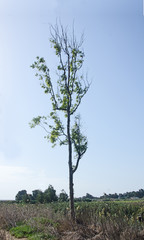 Obraz premium Tree at Israel
