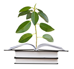 Sapling growing from book