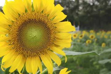 Sunflower field at sunset, selective focus