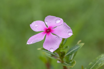 Fototapeta premium flower