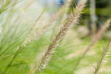 Flower of grass
