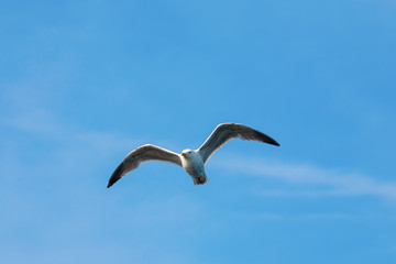 Fototapeta na wymiar Herring gull flying in the sky