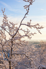 Snow covered branches in sunset and a landscape view