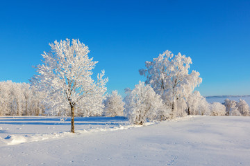 Frost covered trees in snow landscape