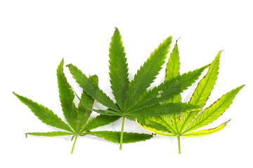 Burn green leaf of canabis on white background