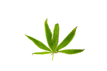 Burn green leaf of canabis on white background
