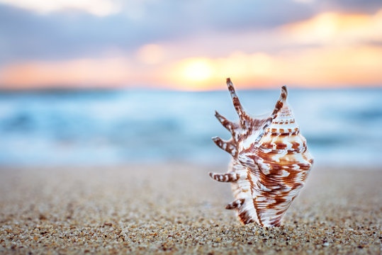Seashell on the sand.