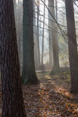 Autumnal misty morning in the forest - obrazy, fototapety, plakaty
