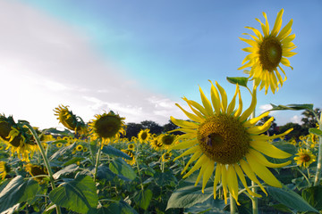 Garden of sunflowers in national park Buddha Monthon park Thailand