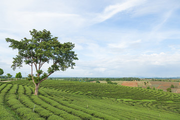 Tea tree farm