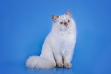 Cat on a blue isolated background