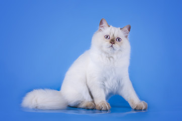 Obraz premium Cat on a blue isolated background