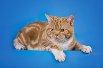 Scottish cat on a blue background isolated