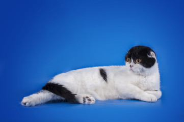 Scottish Fold cat on a blue background isolated