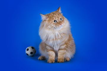 Naklejka na ściany i meble Red Siberian cat on a blue background isolated