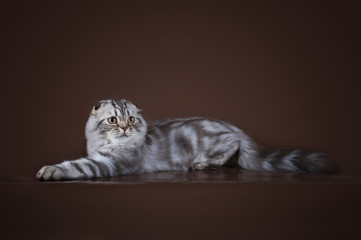 Obraz premium Scottish Fold cat on a brown background isolated
