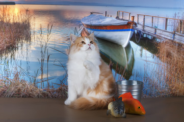red cat is fishing on the river