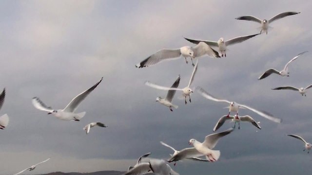 Seagulls closeup