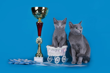 Russian blue cat and her cup champion - 94826506