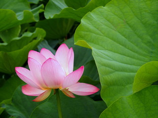 Obraz premium 蓮の花