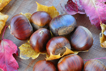 Sweet chestnuts (Castanea sativa) closeup with autumn leaves