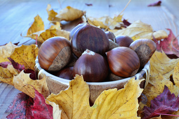 Sweet chestnuts (Castanea sativa) in a bowl with colorful autumn leaves.