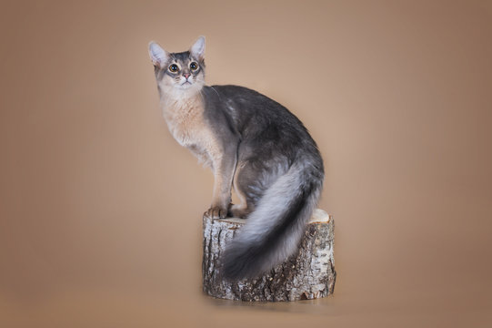 Somali cat sitting on a tree stump in the studio