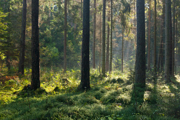 Fototapeta premium Autumnal morning with sunbeams entering forest