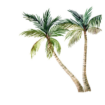 Palm tree isolated on white background. watercolor