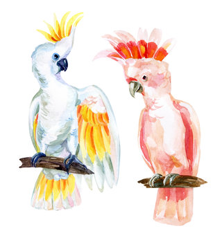 watercolor Australian Cockatoo