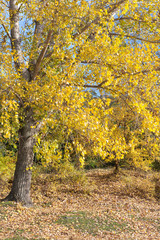 yellow autumn
