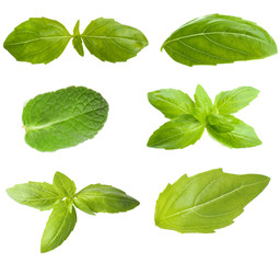 Collage with fresh green leaves of aromatic herbs, isolated on white