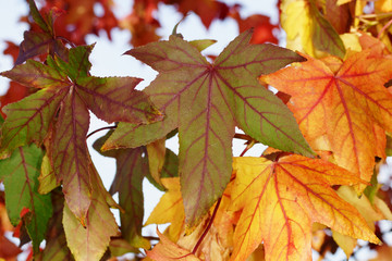 leaves autumn