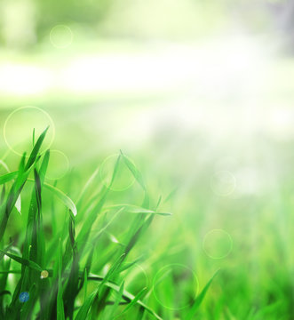 Spring or summer season abstract nature background with green grass