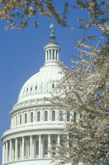 United States Capitol Building Dome through Cherry Blossoms, Washington, D.C.