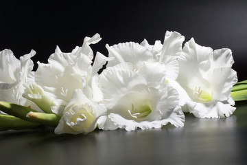 gladiola, gladiolus
