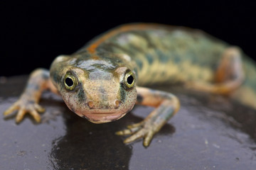 Sardinian mountain newt (Euproctus platycephalus)