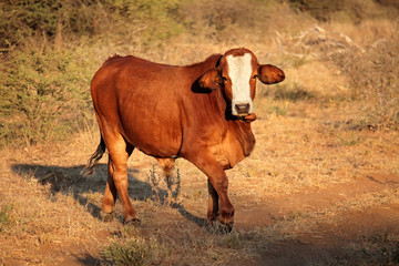 Free ranging cow in late afternoon light.